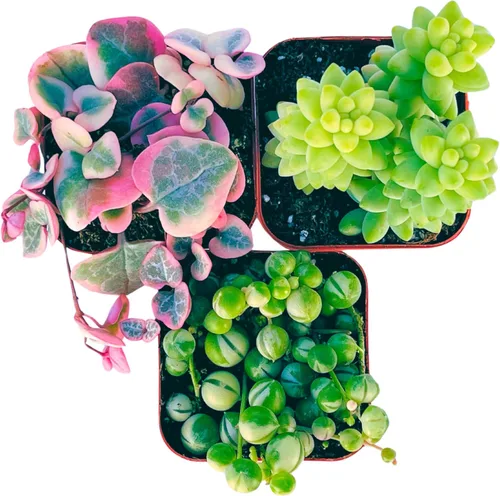 Miniatura 8 de Plantas Suculentas Vivas (Paquete de 3) Paquete Inicial de Plantas Colgantes de 2", Plantas Suculentas Vivas Completamente Enraizadas en Macetas
