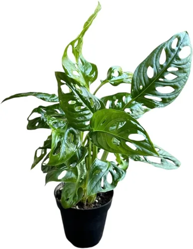 Planta de queso suizo Monstera Adansonii, declaración única y hermosa en cualquier espacio, pulgares verdes hacia arriba y los favoritos de los