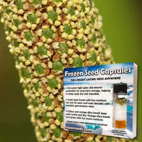 Miniatura 5 de Semillas de bandera dulce (Acorus Calamus americanus) Más de 50 semillas de hierbas medicinales en cápsulas de semillas congeladas para el jardinero