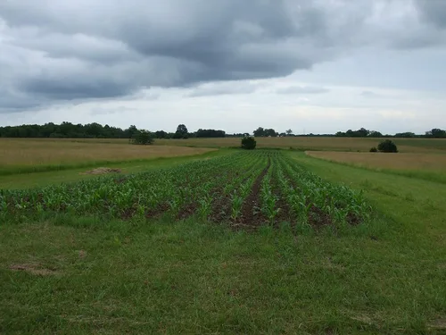Miniatura 4 de 1 libra de libra Reid's Yellow Dent Field Corn Open Polinated Non GMO Reids USA