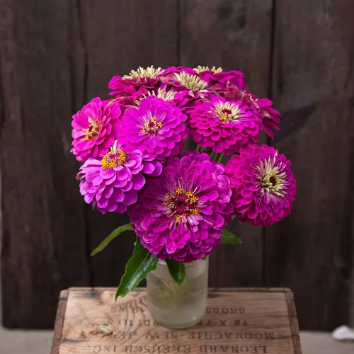 Miniatura 85 de Eden Brothers - Semillas de zinnia, cactus con flores, sin OMG, plantar en primavera, paquete, flores de bajo mantenimiento, zonas 3, 4, 5, 6, 7, 8