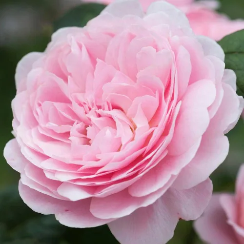 Miniatura 2 de Rosas arbustivas inglesas de reliquia, planta de raíz propia viva para jardín al aire libre, Queen of Sweden®, Moderadamente fragantes, Zonas