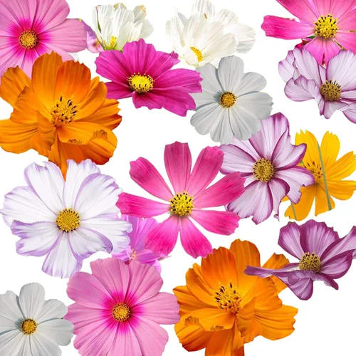 Miniatura 5 de Cosmos Seeds en una mezcla de 11 variedades, largo período de floración en todas las zonas, fáciles de cultivar