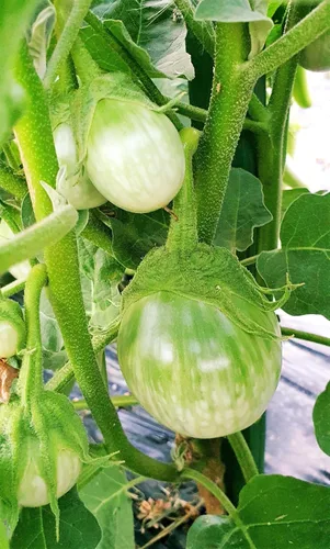 TomorrowSeeds - Petch Siam Semillas de berenjena tailandesa - Paquete de más de 600 unidades - para 2024 Huevo redondo de berenjena verde pequeño