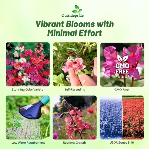 Miniatura 2 de Outsidepride Semillas anuales de flores silvestres Clarkia de 1/4 lb para plantar
