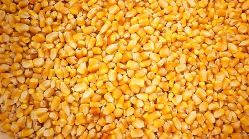 Miniatura 2 de 1 libra de libra Reid's Yellow Dent Field Corn Open Polinated Non GMO Reids USA