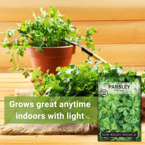 Miniatura 3 de Sow Right Seeds - Semilla de perejil de hoja plana para plantar - Paquete de reliquia sin OMG con instrucciones para plantar y cultivar un jardín