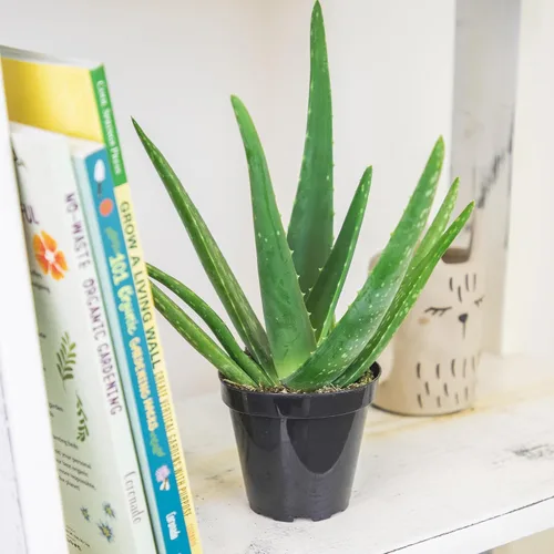 Miniatura 3 de Planta de aloe vera plantas suculentas vivas (paquete de 3), plantas suculentas vivas de aloe vera, planta de aloe vivo en maceta de aloe, plantas