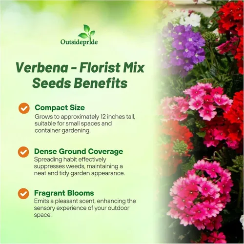 Miniatura 3 de Outsidepride Florist Mix - Semillas de verbena para plantar, 1000 unidades. Anual, tolerante a la sequía y fácil de cultivar, cubierta de suelo