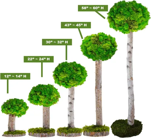 Miniatura 6 de Plantas reales sin riego, diseño artístico de musgo preservado y decoración, arreglo de plantas verdes naturales para interiores para el hogar