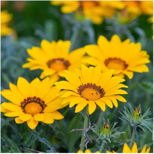 Miniatura 2 de everwilde granjas – Gazania flores silvestres semillas – oro Vault