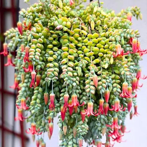 Miniatura 5 de Planta suculenta viva de Cotyledon Pendens, planta suculenta colgante viva para casa en maceta de 5 cm, pequeña planta suculenta viva