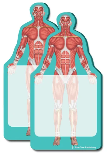Miniatura 28 de Notas Adhesivas de Anatomía