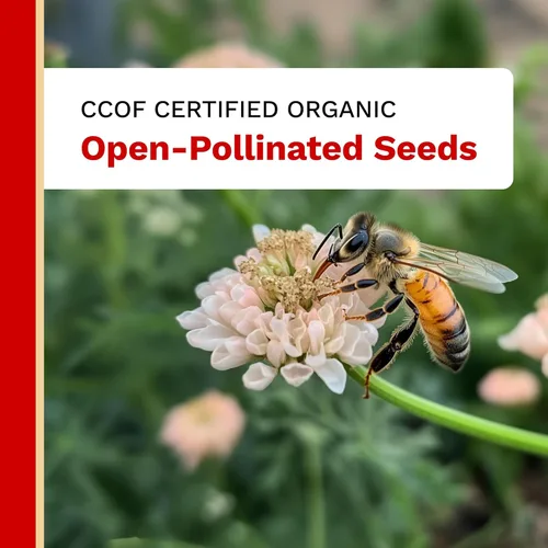 Miniatura 6 de The Harvest Company Semillas orgánicas de col rizada Lacinato, sin OMG, certificadas orgánicas USDA, semillas de jardín de polinización abierta