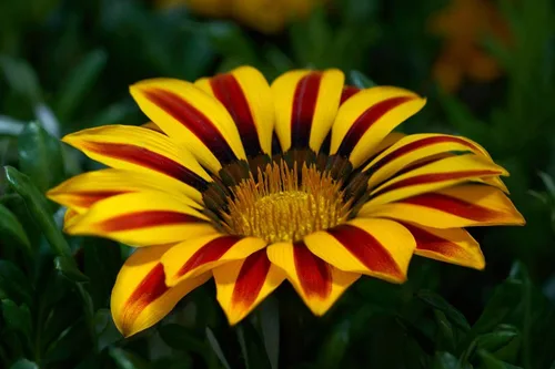 Miniatura 3 de Más de 100 Semillas Flor del Tesoro (Gazania) - Mezcla de flores