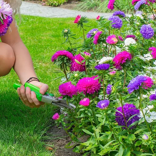 Miniatura 5 de The Old Farmer's Almanac Aster Seeds (mezcla de polvo) - Aproximadamente 360 semillas de flores - Premium sin OMG, polinizado abierto, origen