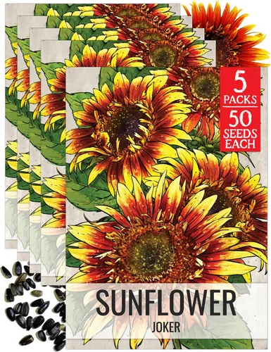 Miniatura 60 de Seed Needs Semillas de girasol para plantar girasoles de manchas solares enanas, semillas de flores de corte anual de polinización abierta