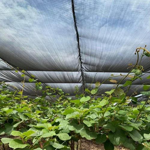 Miniatura 5 de Tronssien Tela de sombra negra 70%, red de sombra de jardín de 12 x 6 pies. Lona de malla duradera con ojales, antisombreado para jardín