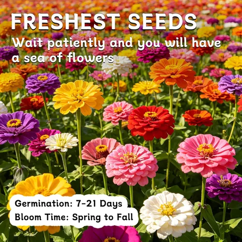 Miniatura 7 de LUOJIBIE Semillas de Zinnia para 2026, más de 6,000 semillas de zinnia gigante de California a granel, semillas de zinnia de doble dalia