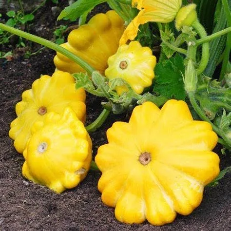 25 semillas de calabaza de verano de vieira amarilla para plantar. Sin OMG y reliquia. 0.09 oz de semillas. Supervivencia de vegetales de jardín