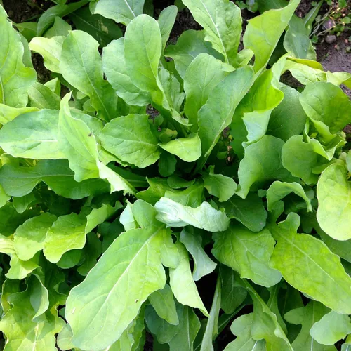 Miniatura 2 de Astro Rúcula Semillas de lechuga para plantar, más de 1000 semillas de reliquia por paquete, semillas de jardín de Isla