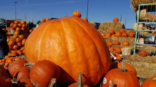 Semillas de calabaza atlántica para plantar | 10 semillas | Cultiva calabazas gigantes | Semillas de vegetales de jardín para plantar