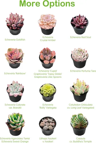 Miniatura 7 de Suculentas vivas de 2 pulgadas de jade trompeta, raras plantas suculentas totalmente enraizadas en macetas, planta de casa única para bricolaje