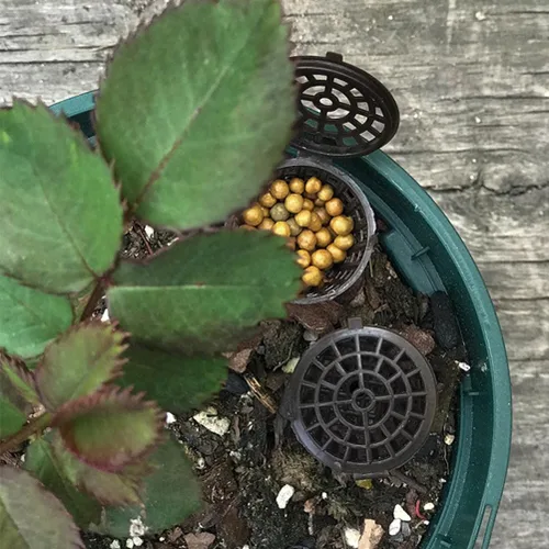 Miniatura 8 de Happyyami Caja de fertilizante para bonsái con tapa, contenedor de fertilizante para plantas de interior, soporte portátil para bonsái suculentas