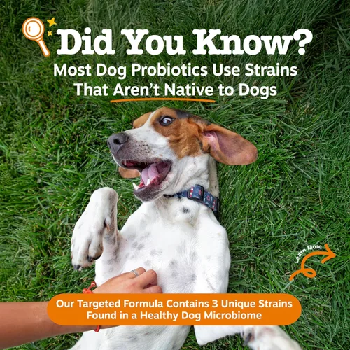 Miniatura 2 de Zesty Paws Probiótico canino nativo, para diarrea ocasional + salud digestiva, flora intestinal y apoyo del sistema inmunológico, probióticos
