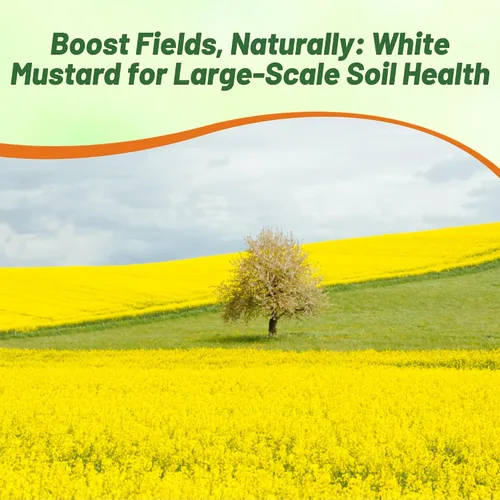 Miniatura 6 de Outsidepride Semillas de mostaza blanca para plantar, semillas de cultivo de cobertura anual de 5 libras con sistema de raíces profundas, forraje