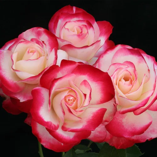Miniatura 7 de Rosas de reliquia Grandiflora, planta de raíz propia viva para jardín al aire libre, Cherry Parfait™, ligeramente fragantes, zonas de rusticidad