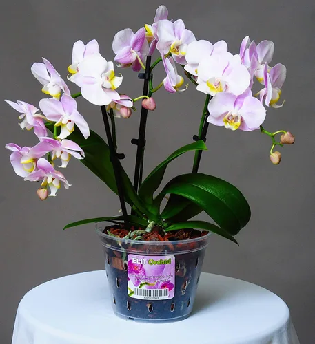 Miniatura 5 de Maceta para orquídeas con orificios, para interiores, de plástico transparente