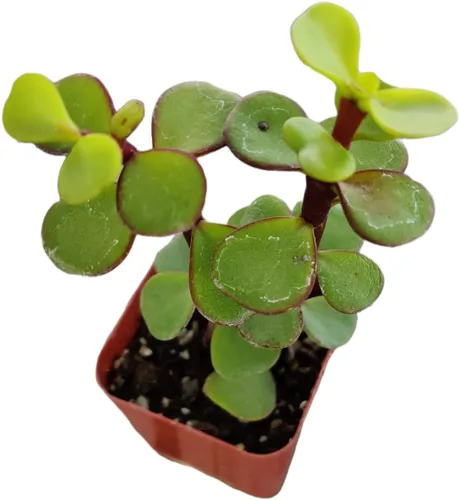 Miniatura 13 de Plantas suculentas de cactus vivos de USKC (maceta de 2 pulgadas Echeveria Blue Bird)