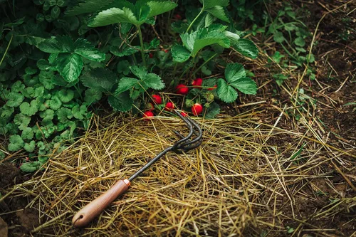 Miniatura 4 de Barebones Cultivador - Herramienta Removedora de Maleza - Rastrillo de Jardín y Herramienta de Deshierbe para Trabajo de Patio - Cultivador de Acero