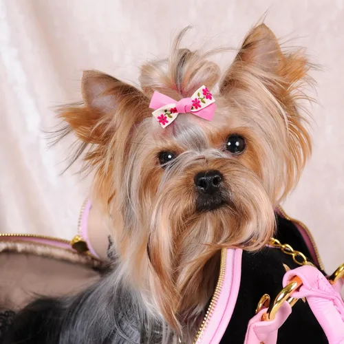 Miniatura 3 de 20 piezas de lazos pequeños de color rosa claro para el pelo de perros con bandas de goma, moño de bola de flores con nudo superior para accesorios