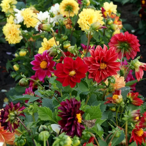 Miniatura 7 de Outsidepride Opera Mix - Semillas de dalia para plantar, 200 unidades, anuales, fáciles de cultivar, semillas de flores de larga temporada
