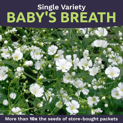 Miniatura 4 de Semillas de Gypsophila elegans de Baby's Breath vistosas – Bolsa a granel de un cuarto de libra – Más de 80.000 semillas de flores silvestres