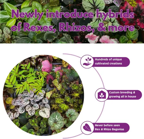 Miniatura 6 de BubbleBlooms Surtido de Peperomia, 6 peperomias diferentes en macetas de 2 pulgadas Grower's Choice