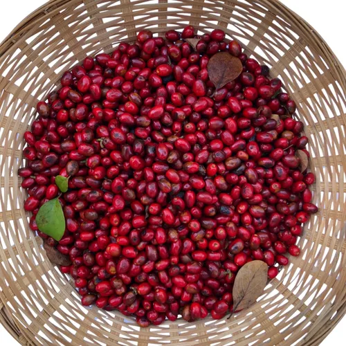 Miniatura 3 de Smoke Camp Crafts Spicebush (Lindera Benzoin) 10 Organic Seeds for Planting - Wild Allspice, Spice Bush - Native Pollinator Shrub
