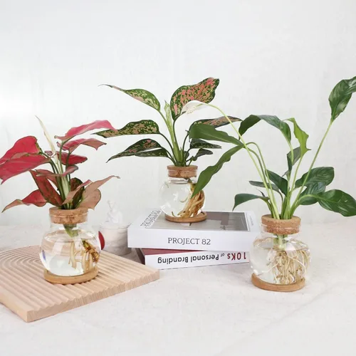 Miniatura 6 de Estación de Propagación de Plantas CHPINDAM, Jarrones de Contenedor de Vidrio Hidropónico, con Plato de Madera para Escritorios, Casas, Decoraciones