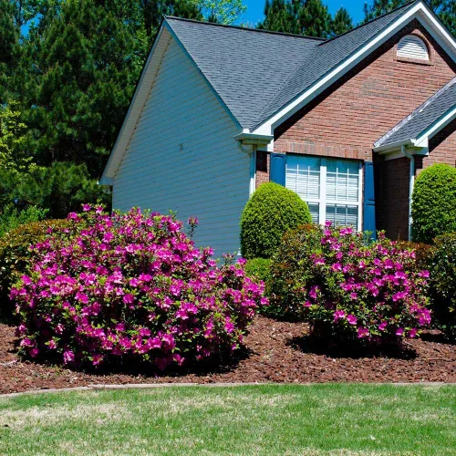 Miniatura 3 de Brighter Blooms - Autumn Royalty Encore Azalea - Planta con flores para interiores y exteriores, 1 galón, sin envío a AZ