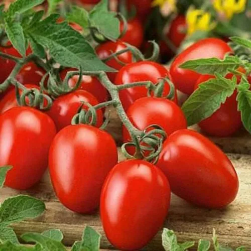 200 semillas de tomate italianas Roma VF, ideales para conservas de salsas, sin OMG, semillas siempre frescas. Semillas de siembra para huerto
