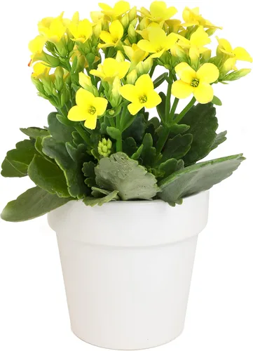 Miniatura 4 de Plants for Pets - Plantas de Kalanchoe suculentas vivas en maceta blanca, plantas suculentas vivas, plantas suculentas vivas para interiores