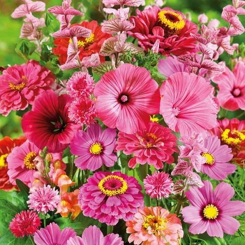 Miniatura 15 de Eden Brothers Crazy for Cosmos - Semillas mixtas de flores de cosmos para plantar, 50 lb, más de 24,000,000 semillas con Cosmos Gloria, Pinkie