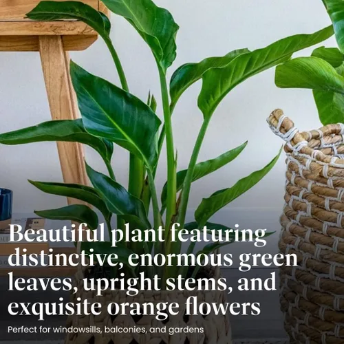 Miniatura 3 de American Plant Exchange Pájaro del paraíso naranja vivo, maceta de 10 pulgadas, planta tropical con follaje audaz y flores exóticas, planta