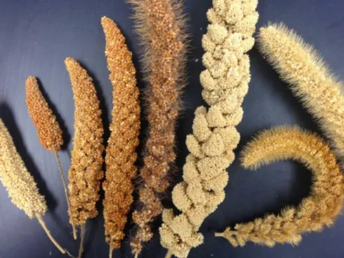 Miniatura 5 de Mijo orgánico cultivado en Estados Unidos, semillas de grano entero sin OMG descascarillado sin gluten crudo a granel