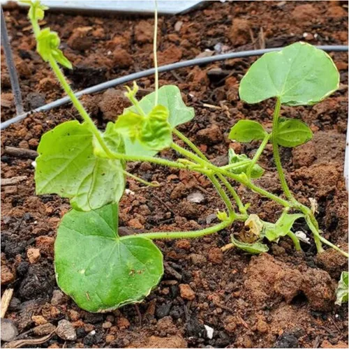 Miniatura 6 de Seed Needs Semillas de cucamelón/semillas de pepino de limón para plantar, sin OMG, herencia y verduras sin tratar, cultiva un huerto al aire libre
