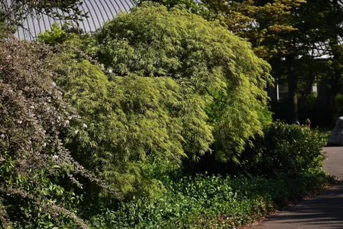 Miniatura 4 de 10 Upright Green LACELEAF Maple Japanese Seiryu Acer Palmatum Dissectum Viridis Tree Seeds