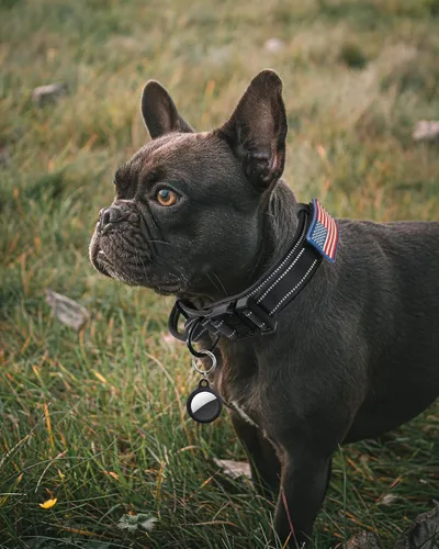 Miniatura 2 de AUBELL Collar táctico reflectante para perro, collares militares ajustables de servicio pesado K9 con asa y hebilla de metal de liberación rápida