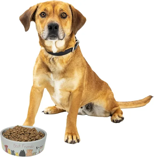 SPOT Best Friends - Plato de comida para mascotas, cuenco de cerámica para alimentos o agua para mascotas, ideal para perros medianos y grandes,